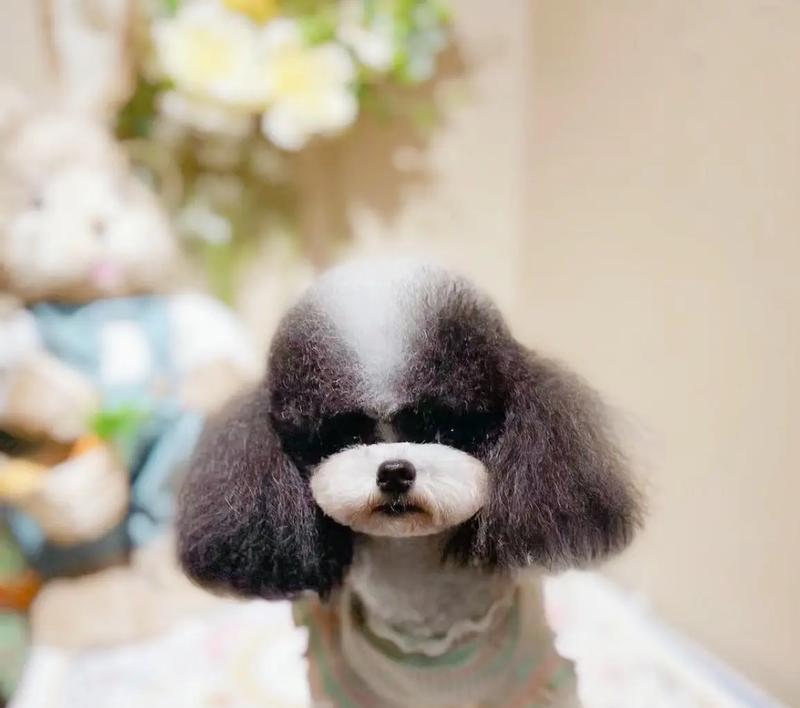 专业宠物犬托管服务让爱犬健康快乐成长