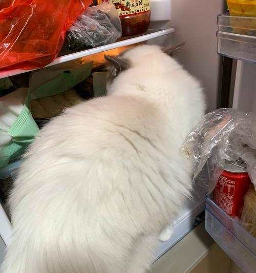 猫咪第二年疫苗晚打影响及预防