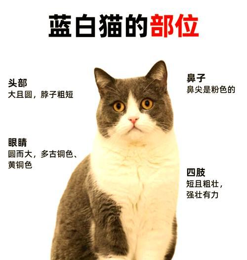英短蓝猫长白毛遗传机制解析
