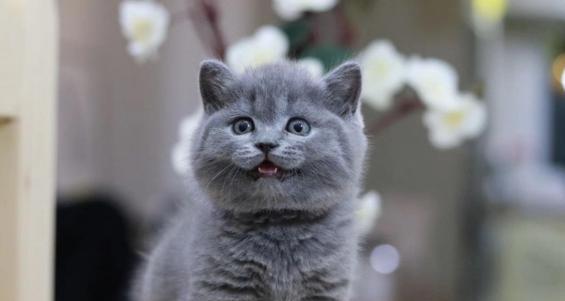 英短蓝猫长白毛遗传机制解析