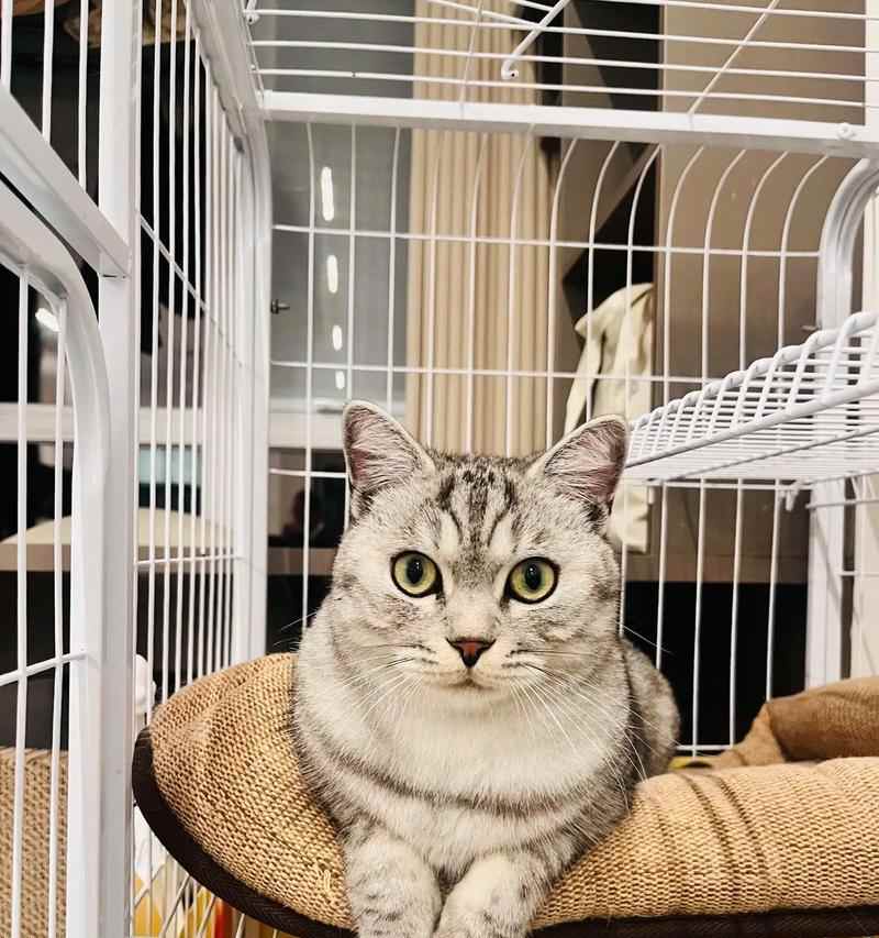 猫咪第二年疫苗晚打影响及预防