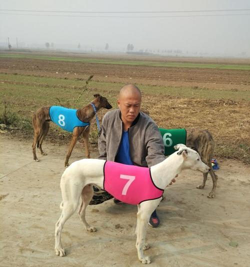 惠比特与格力犬对比：外貌、性格及养护全解析