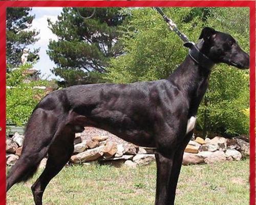惠比特与格力犬对比：外貌、性格及养护全解析