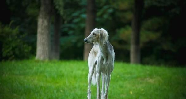 惠比特与格力犬对比：外貌、性格及养护全解析