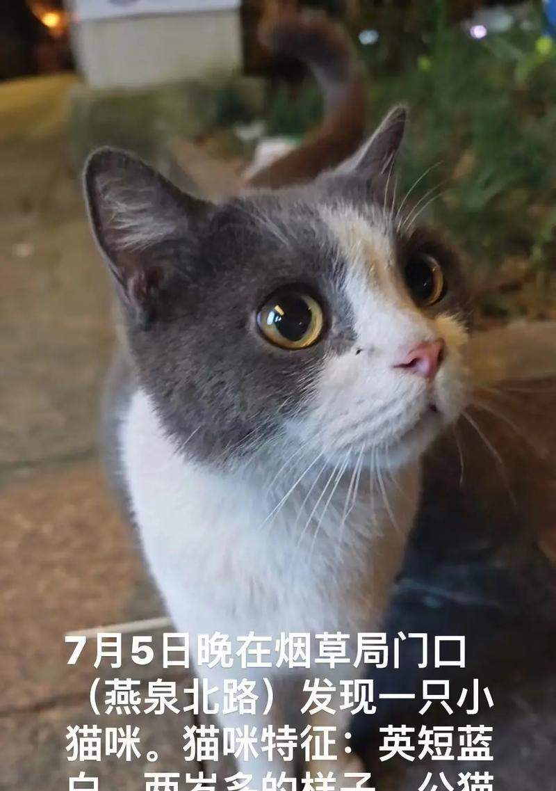 英短蓝猫长白毛遗传机制解析