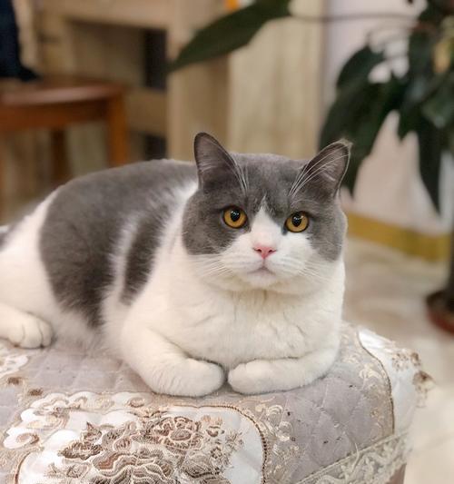 大圆脸猫猫：萌宠魅力与独特特征解析