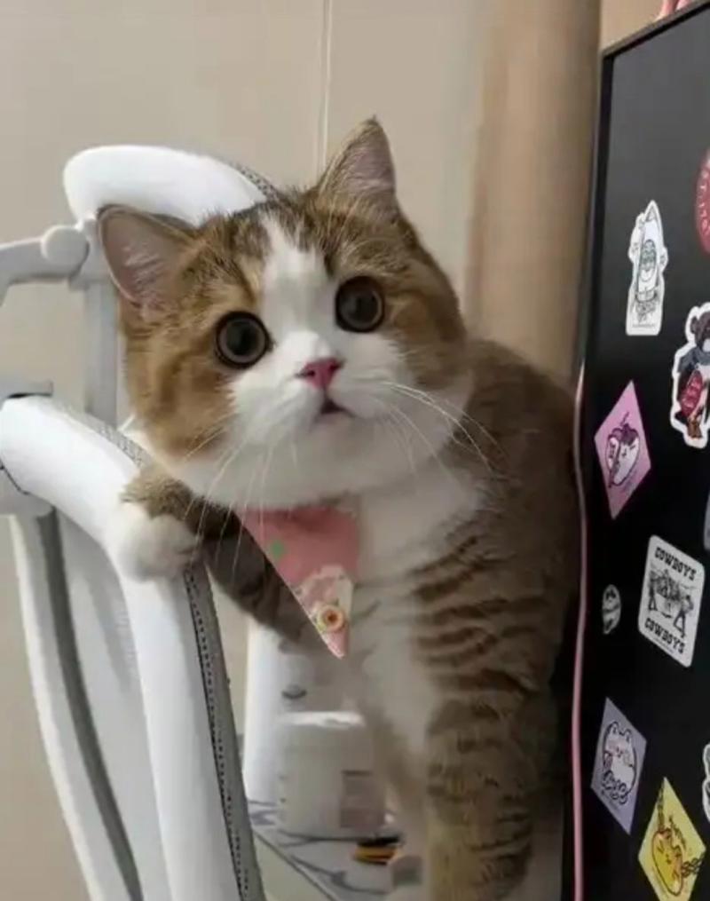 大圆脸猫猫：萌宠魅力与独特特征解析