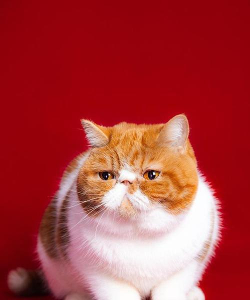 大圆脸猫猫：萌宠魅力与独特特征解析