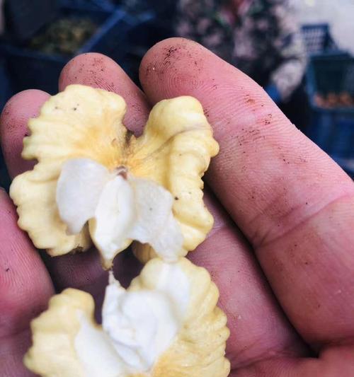 魔王松鼠缺钙预防指南：科学喂养与健康护理要点