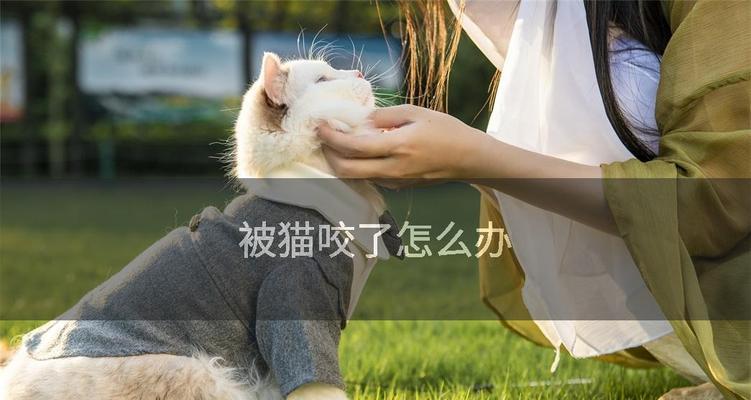 猫咪咬伤应急处理要点与医疗指南：安全护理方法