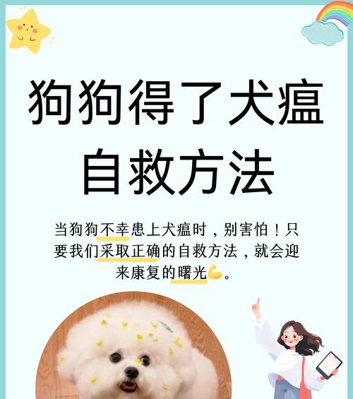 如何预防和治疗狗糖尿病：科学指南与实用建议