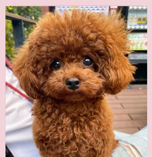 泰迪犬吃葡萄中毒风险及防护要点