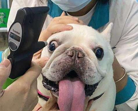 泰迪犬吃葡萄中毒风险及防护要点