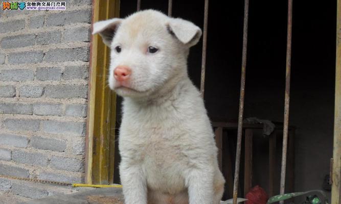 科学养护司犬的十项要点，保障健康快乐成长