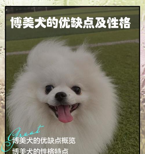 外貌相似却性格差异明显的小型犬种剖析