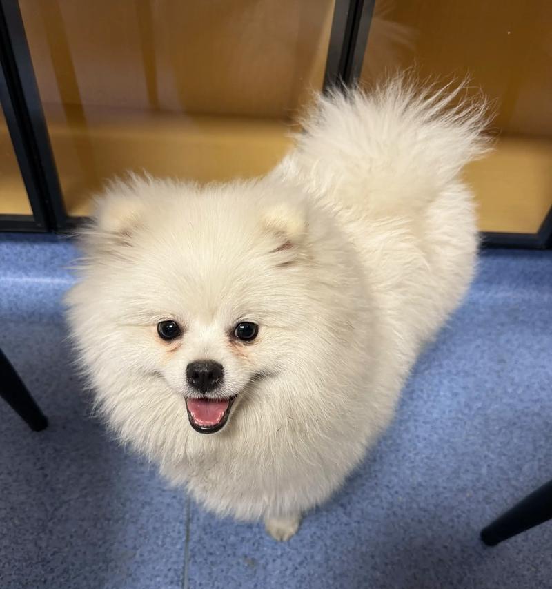 外貌相似却性格差异明显的小型犬种剖析