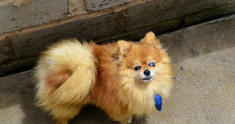 外貌相似却性格差异明显的小型犬种剖析