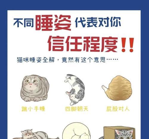 猫咪不上沙发睡觉的实用解决方案