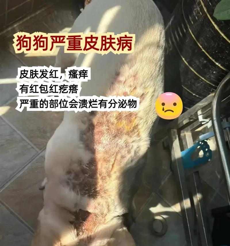 了解狗的皮肤病：原因、症状与科学治疗方式