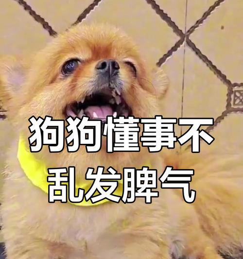 宠物狗突然懂事的15个令人惊叹瞬间
