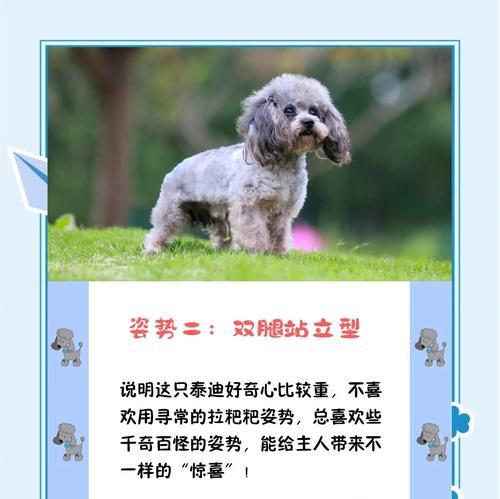 九个月泰迪养护关键：饮食运动与健康习惯解析