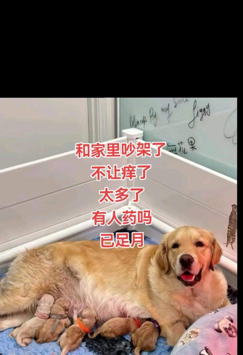 宠物狗突然懂事的15个令人惊叹瞬间
