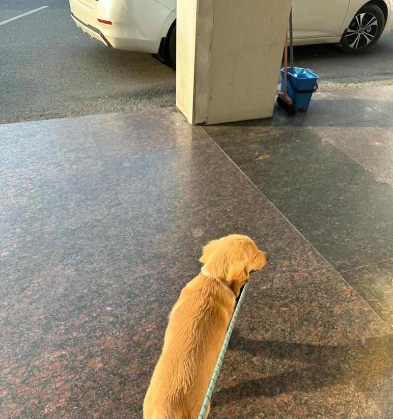 金毛增重技巧：科学饮食与适量运动的完美结合