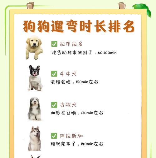 金毛增重技巧：科学饮食与适量运动的完美结合