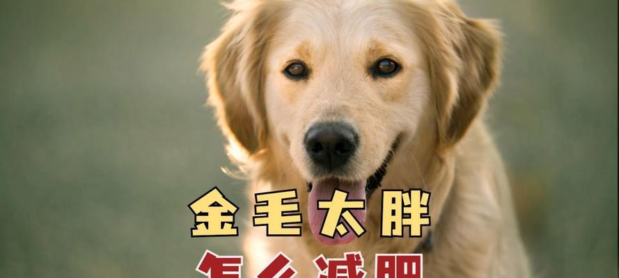 金毛增重技巧：科学饮食与适量运动的完美结合