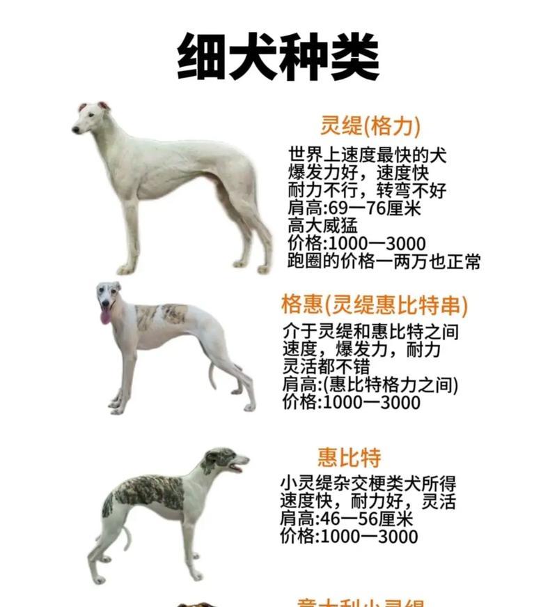 灵宇细狗：聪明机敏的伴侣，训练与互动全解析