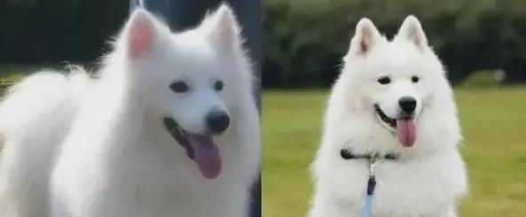 银狐犬与黄金猎犬跨种配对的多重优势分析