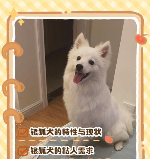 银狐犬与黄金猎犬跨种配对的多重优势分析
