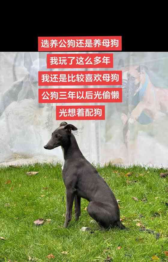 灵宇细狗：聪明机敏的伴侣，训练与互动全解析