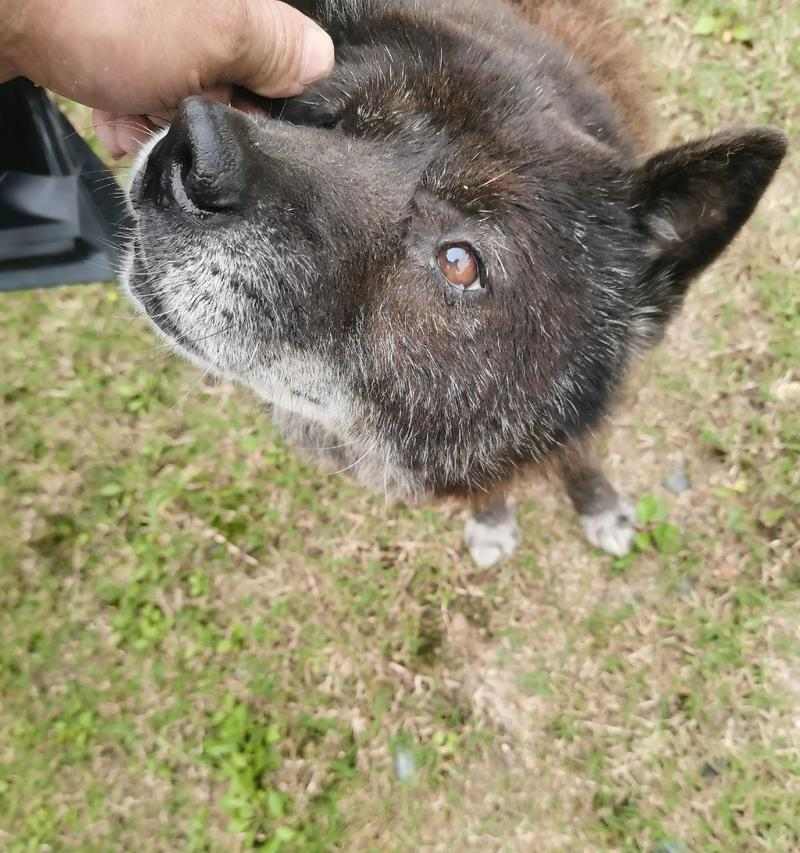 狗狗之爱如何点亮心灵的温暖与快乐