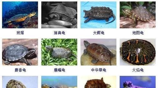 乌龟品种识别技巧 外观与行为习惯全解析
