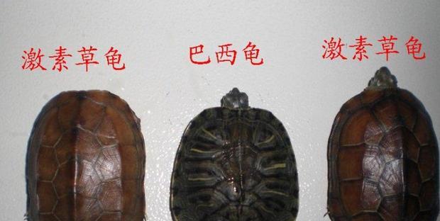 乌龟品种识别技巧 外观与行为习惯全解析