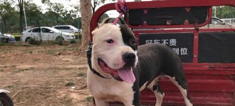 斯塔福犬战斗力解析：忠诚勇敢，潜力卓越