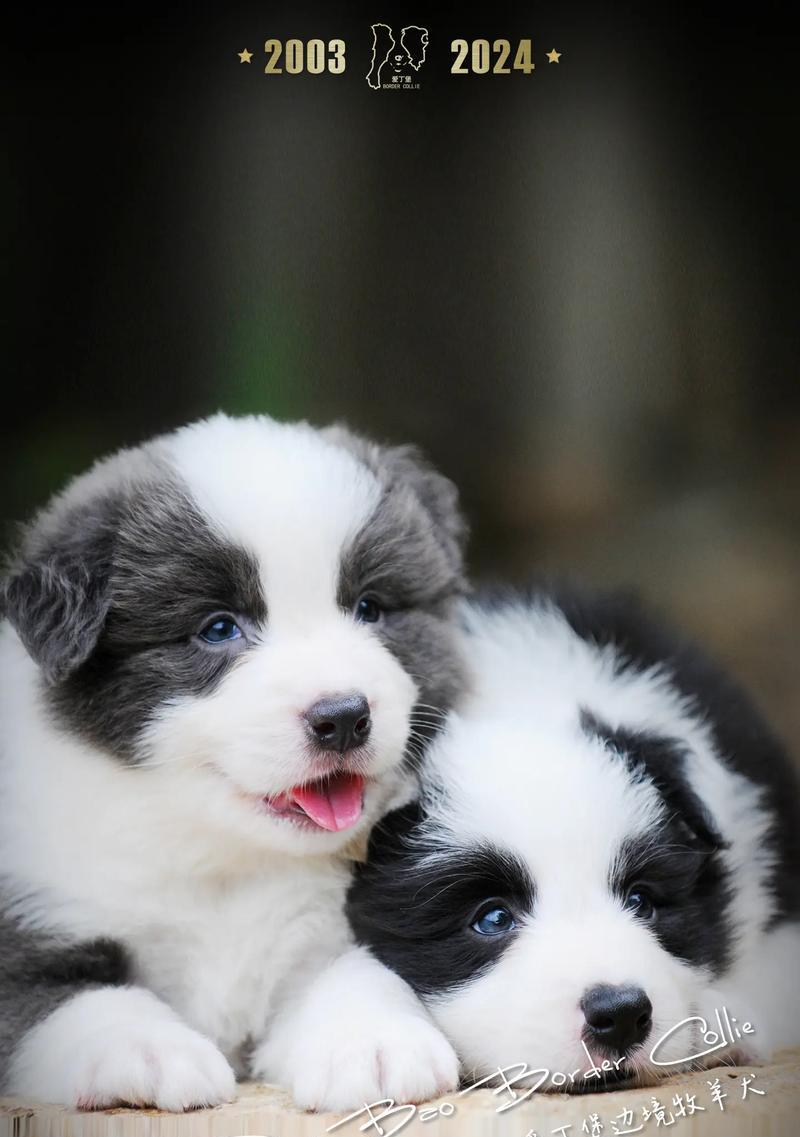 边牧犬为何成为最受喜爱的牧羊与家庭伴侣