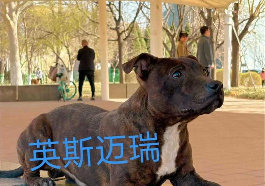 斯塔福犬战斗力解析：忠诚勇敢，潜力卓越