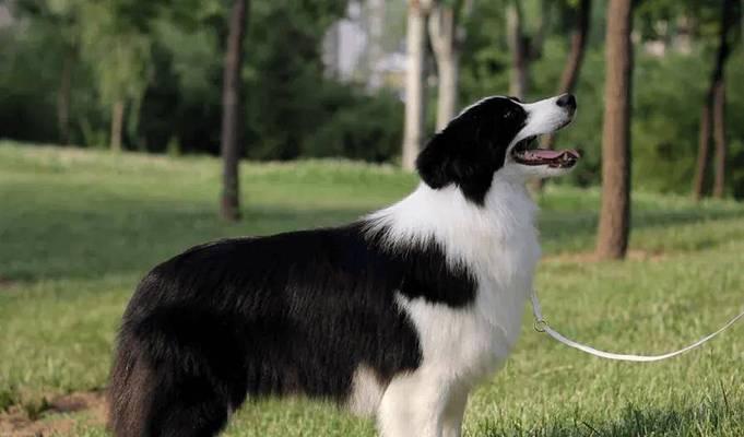 边牧犬为何成为最受喜爱的牧羊与家庭伴侣