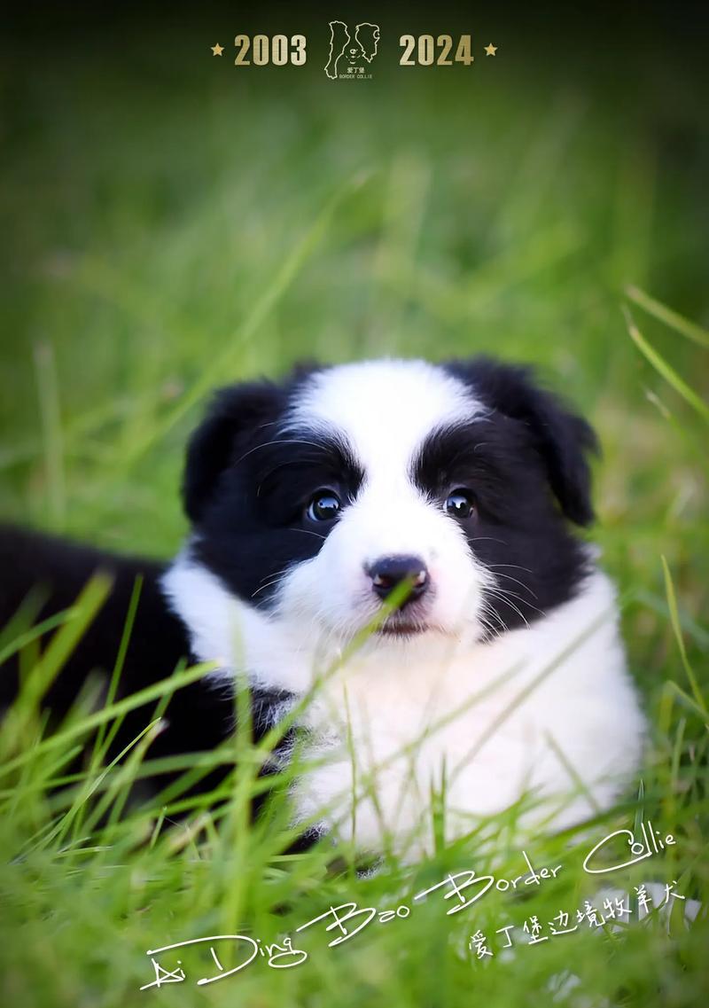 边牧犬为何成为最受喜爱的牧羊与家庭伴侣