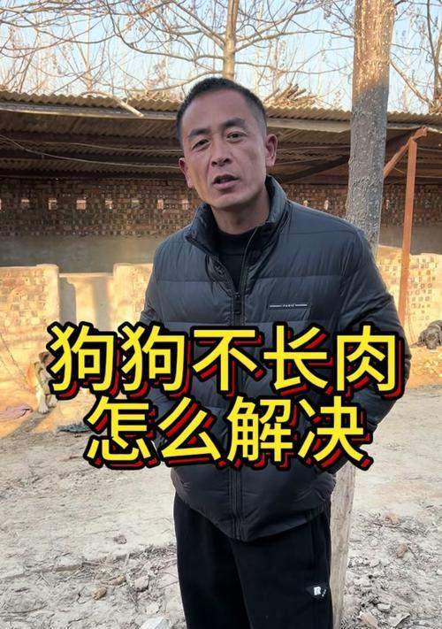 萨摩耶产后食欲不振科学应对方案