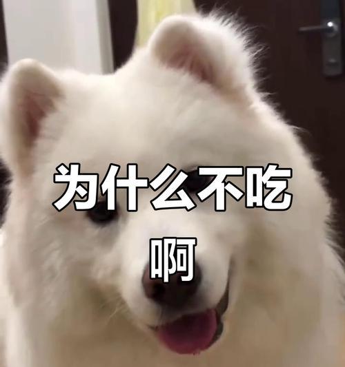 萨摩耶产后食欲不振科学应对方案