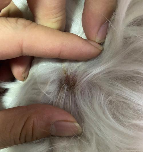 吉娃娃皮肤病治疗与护理指南：有效方法与注意事项