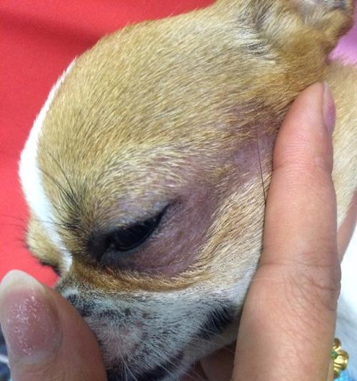 吉娃娃皮肤病治疗与护理指南：有效方法与注意事项