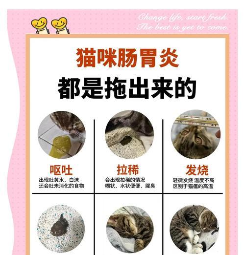 猫咪驱虫药呕吐如何处理