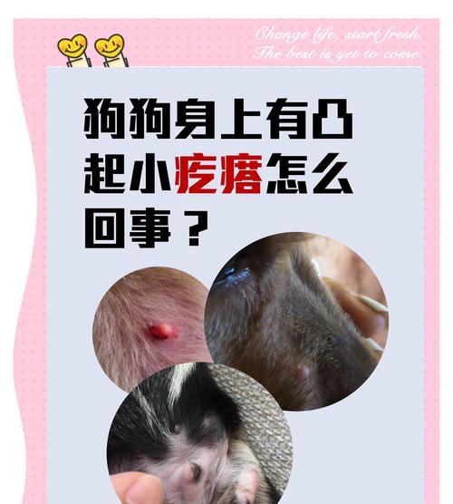 狗狗面部痘痘成因与科学护理全解析