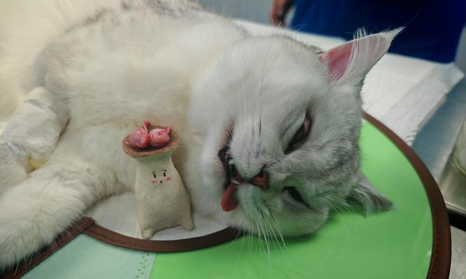 猫咪倒刺的神秘功能与保护奥秘