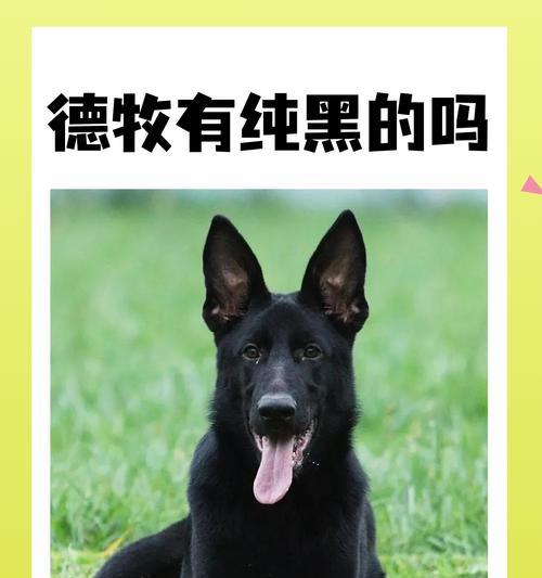 科学训练德国牧羊犬打造乖巧忠诚伴侣指南