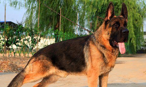 优质犬种培育与技术创新，宠物行业标杆企业引领发展